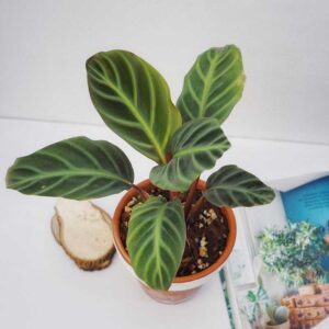 calathea Ecuadoriana