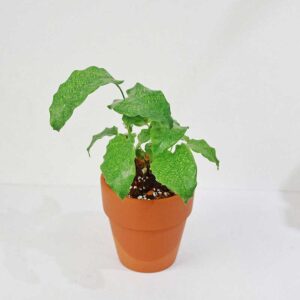 calathea musaica network