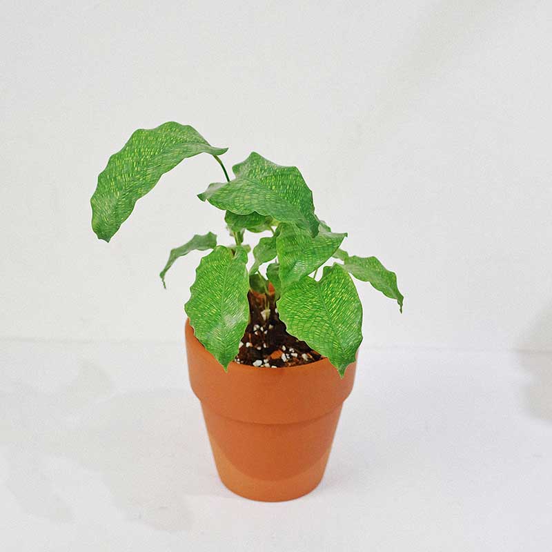 calathea musaica network