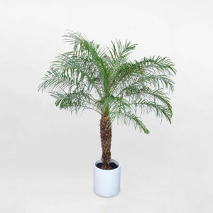 cau nga mi chau da mai