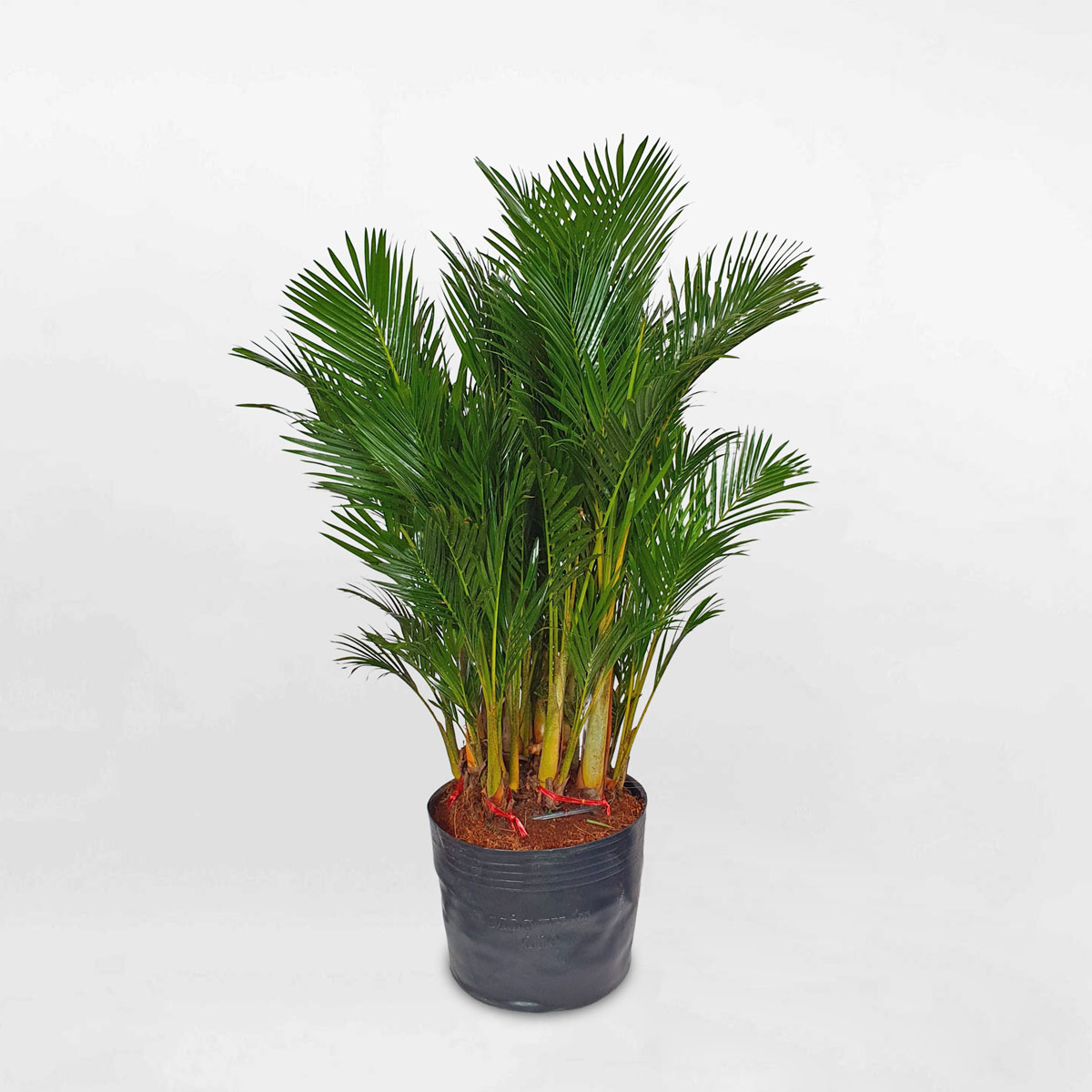 cau vang nhat ban chau uom 1