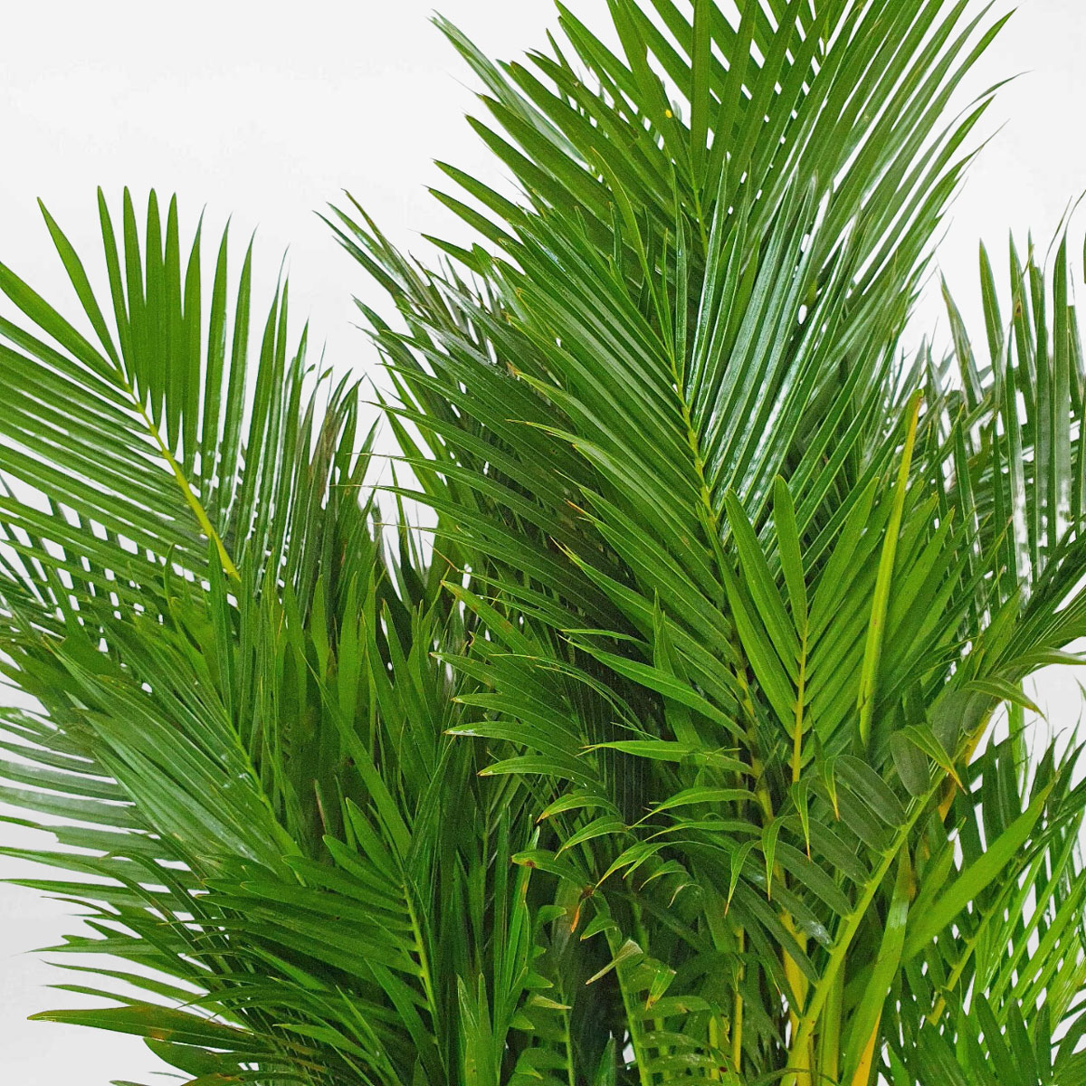 cau vang nhat ban chau uom 2