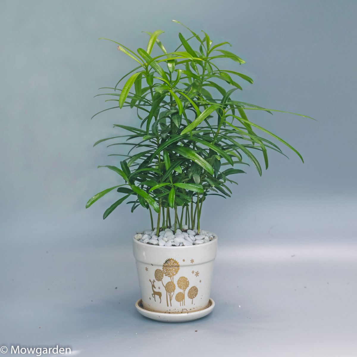 cautieutramdebanmowgarden2