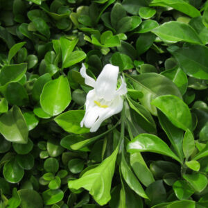 cay ac o trong hang rao 1