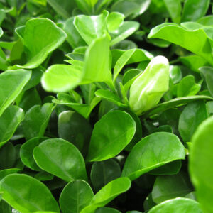 cay ac o trong hang rao 2