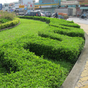 cay ac o trong hang rao 3