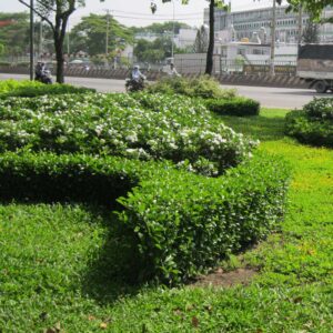 cay ac o trong hang rao 4