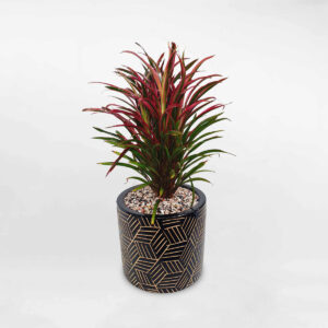 cay anh duong chau su