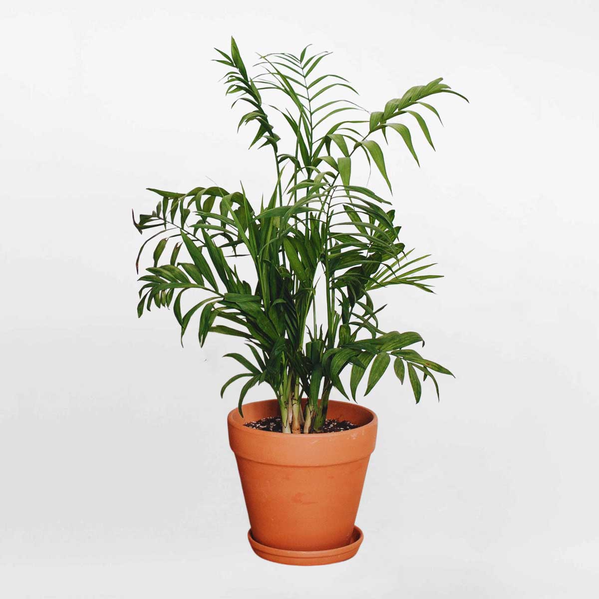 cay au tieu tram chau dat nung