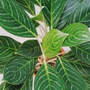 cay bach ma hoang tu 2 1