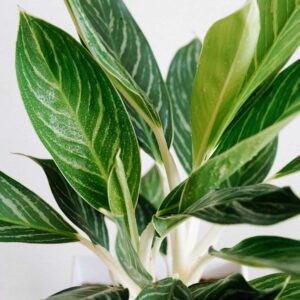 cay bach ma hoang tu 3 1