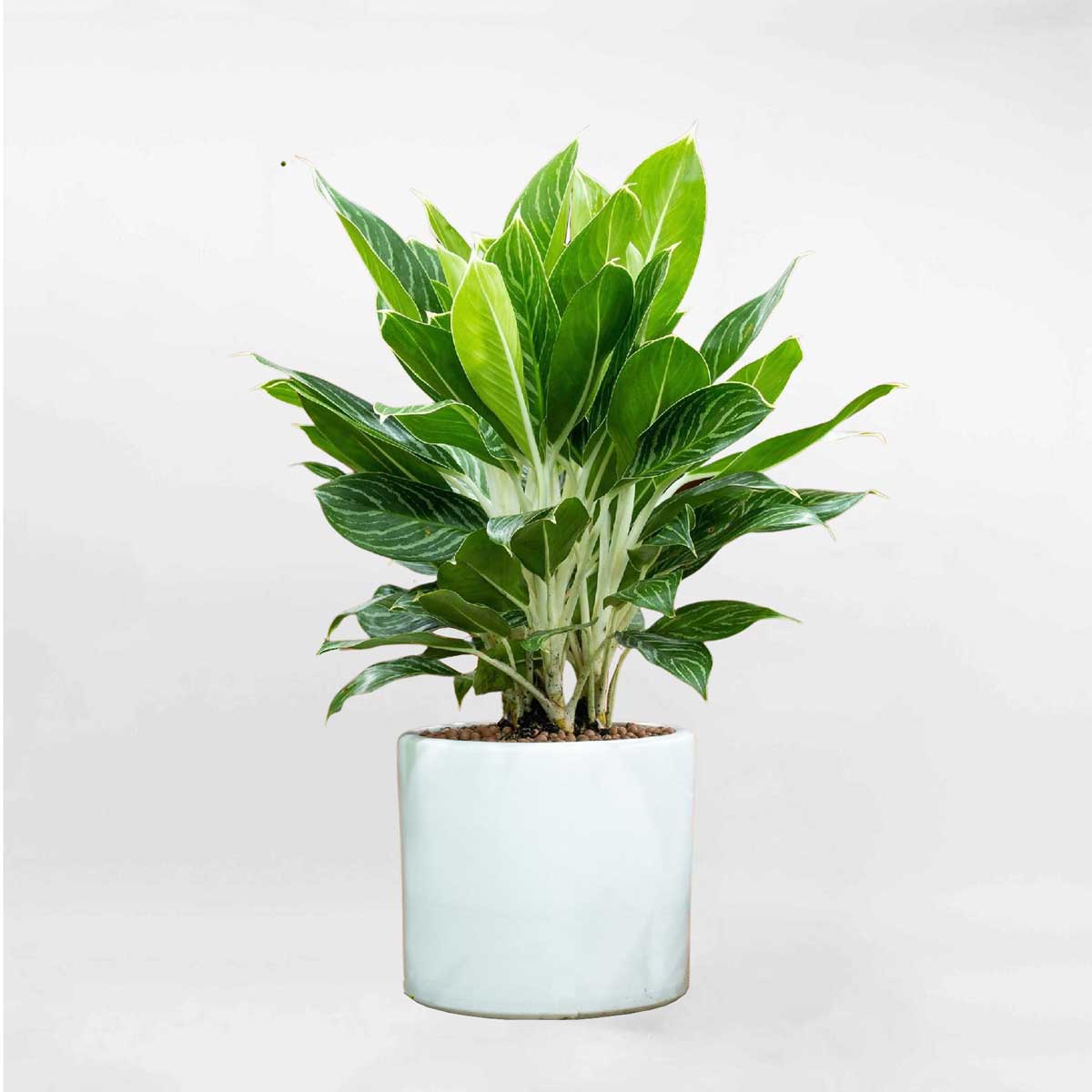 cay bach ma hoang tu chau trang mowgarden