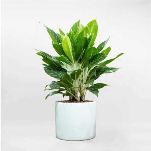 cay bach ma hoang tu chau trang mowgarden