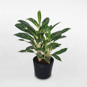 cay bach ma hoang tu mini