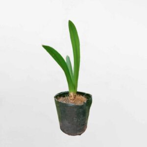 cay bach trinh bien 1