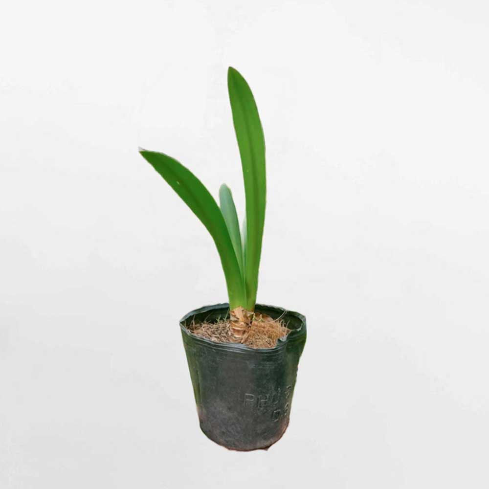 cay bach trinh bien 1