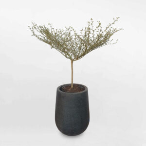 cay bang dai loan cam thach chau da mai 1