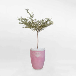 cay bang dai loan cam thach chau dat nung 1