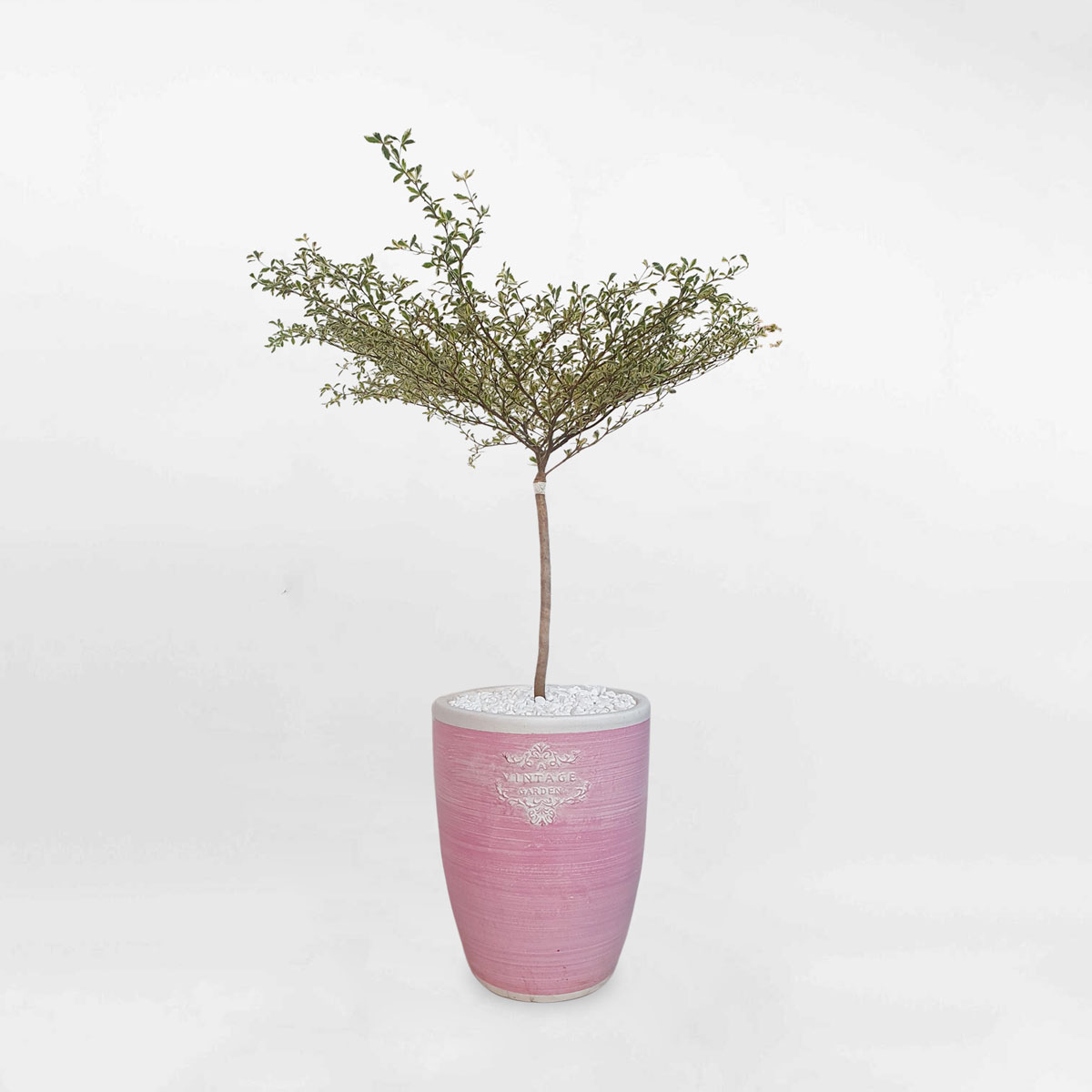 cay bang dai loan cam thach chau dat nung 1