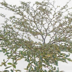 cay bang dai loan cam thach chau dat nung 2