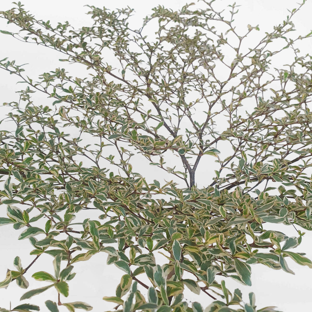 cay bang dai loan cam thach chau dat nung 2