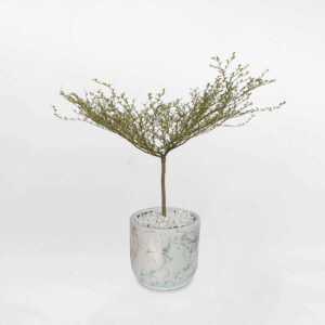 cay bang dai loan cam thach chau gom su