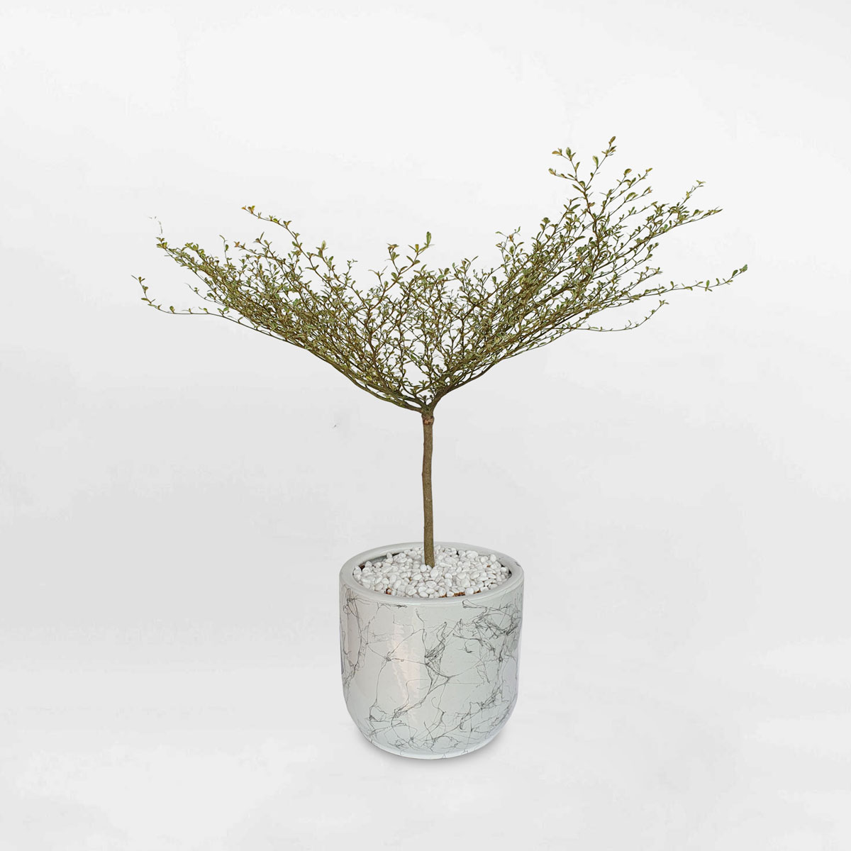 cay bang dai loan cam thach chau gom su