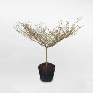 cay bang dai loan cam thach chau uom 1