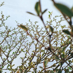 cay bang dai loan cam thach chau uom 2