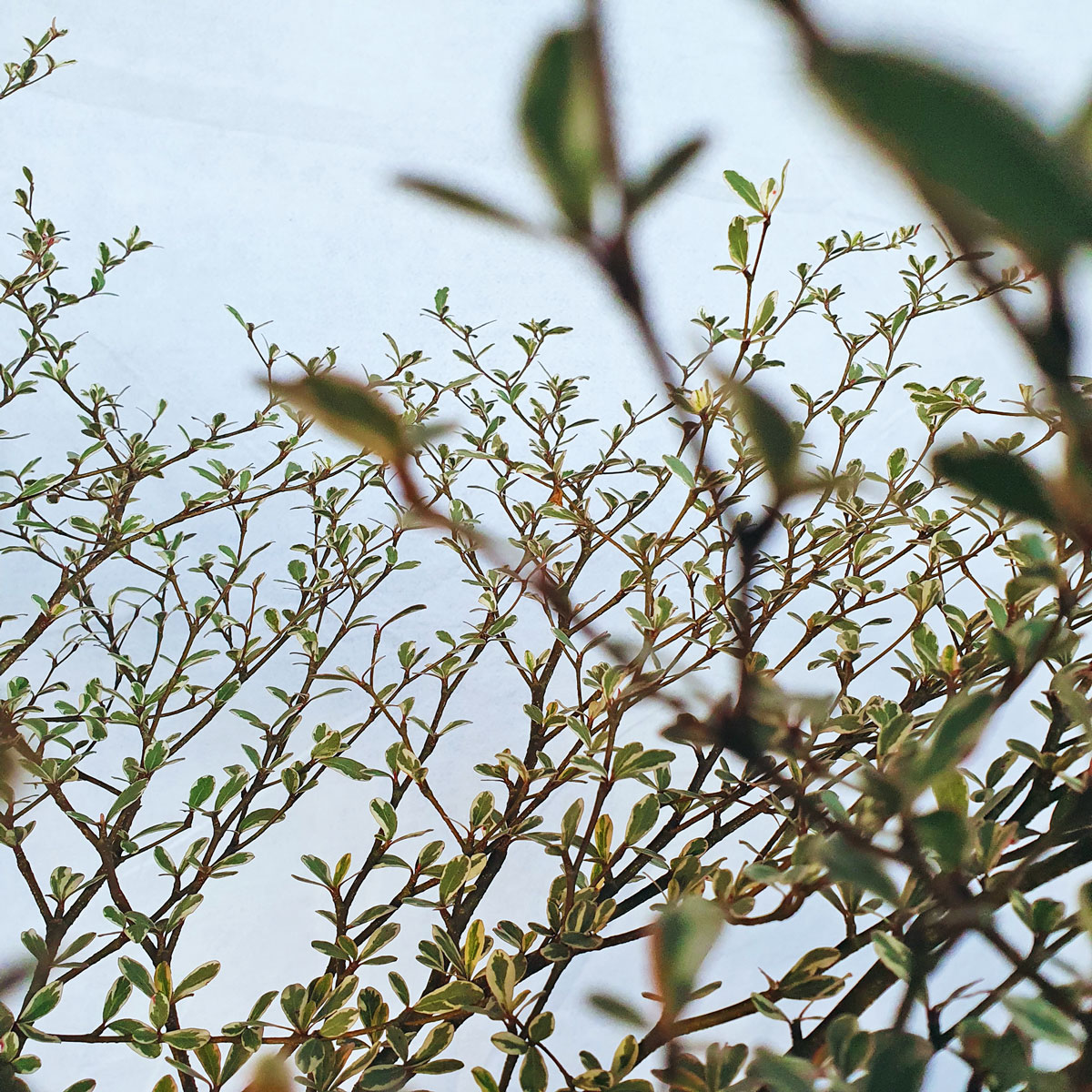 cay bang dai loan cam thach chau uom 2