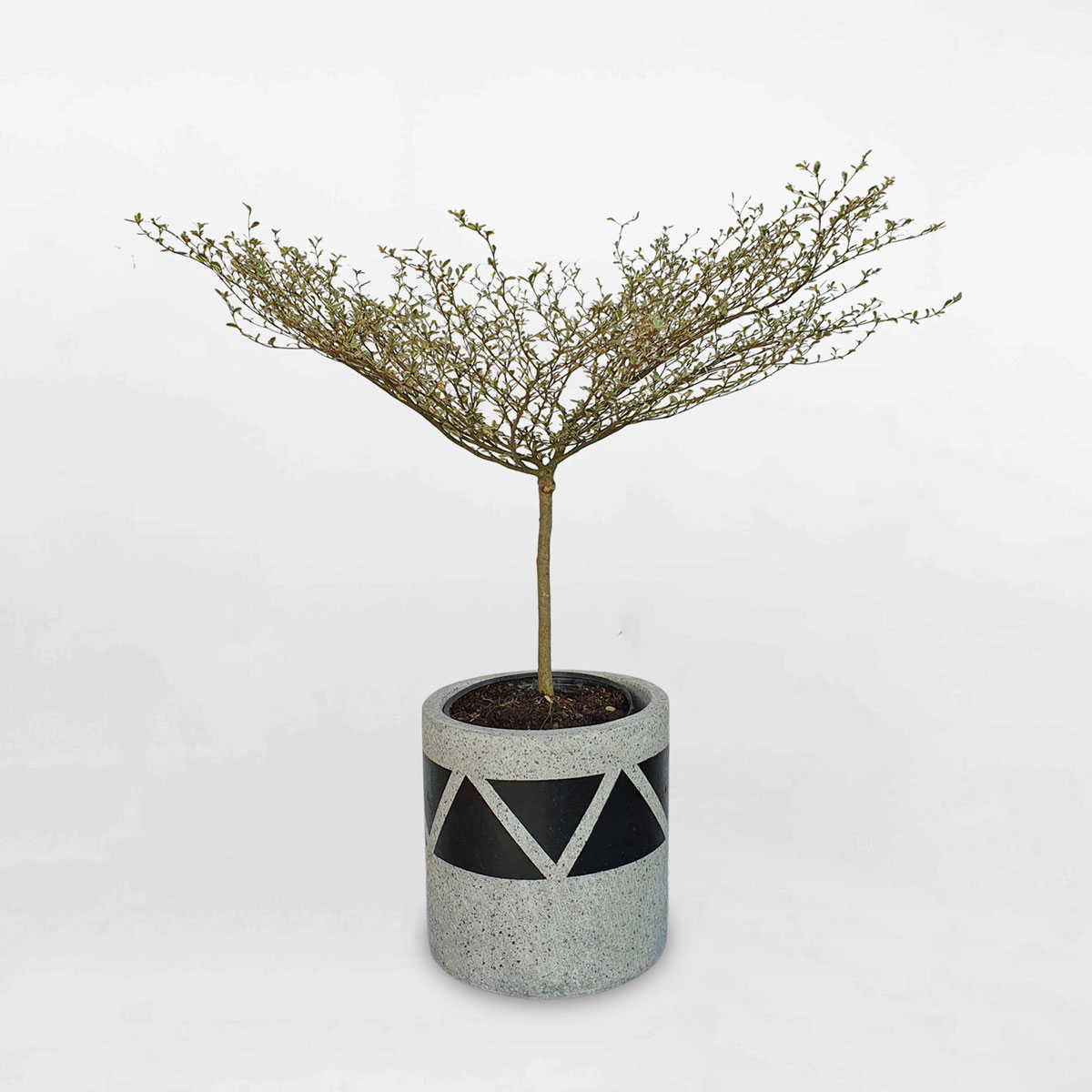 cay bang dai loan cam thach chau xi mang son