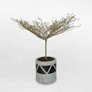 cay bang dai loan cam thach chau xi mang son