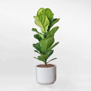 cay bang singapore 1 than