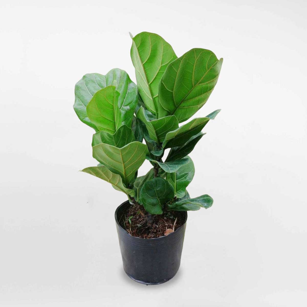 cay bang singapore 2 nhanh chau uom