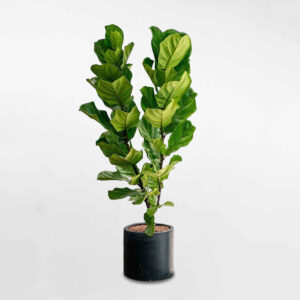 cay bang singapore 2 nhanh lon chau xi mang