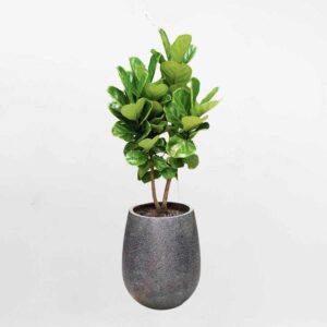 cay bang singapore 2 than mowgarden