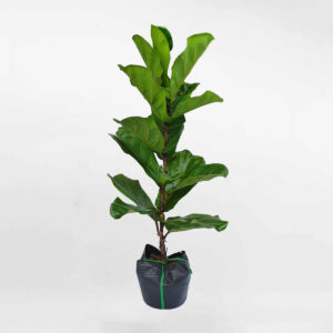 cay bang singapore 80cm chau uom