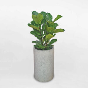 cay bang singapore chau da mai hinh tru 1