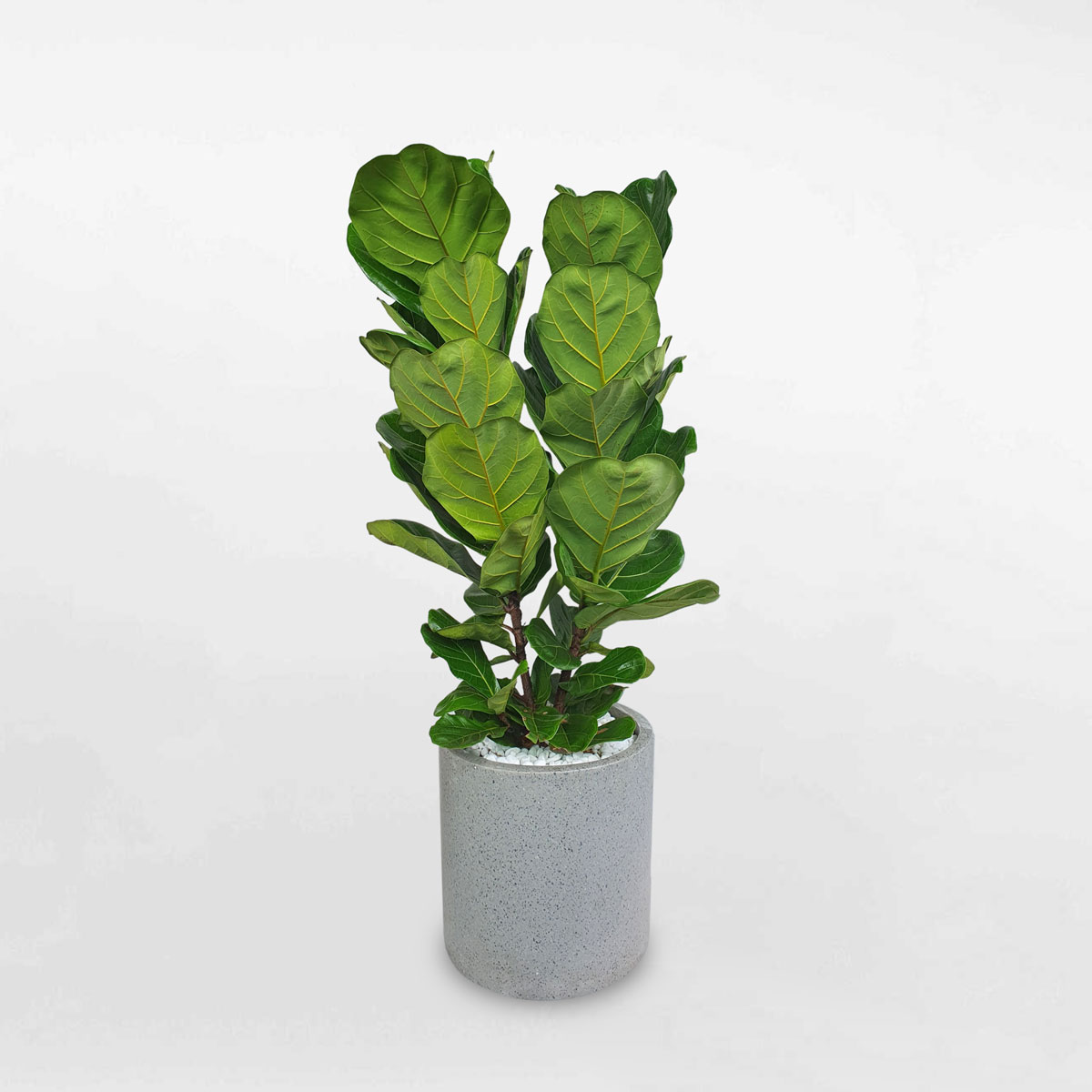 cay bang singapore chau da mai tru tron 1a