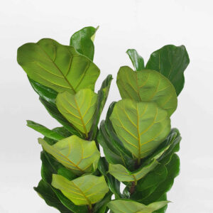 cay bang singapore chau da mai tru tron 2