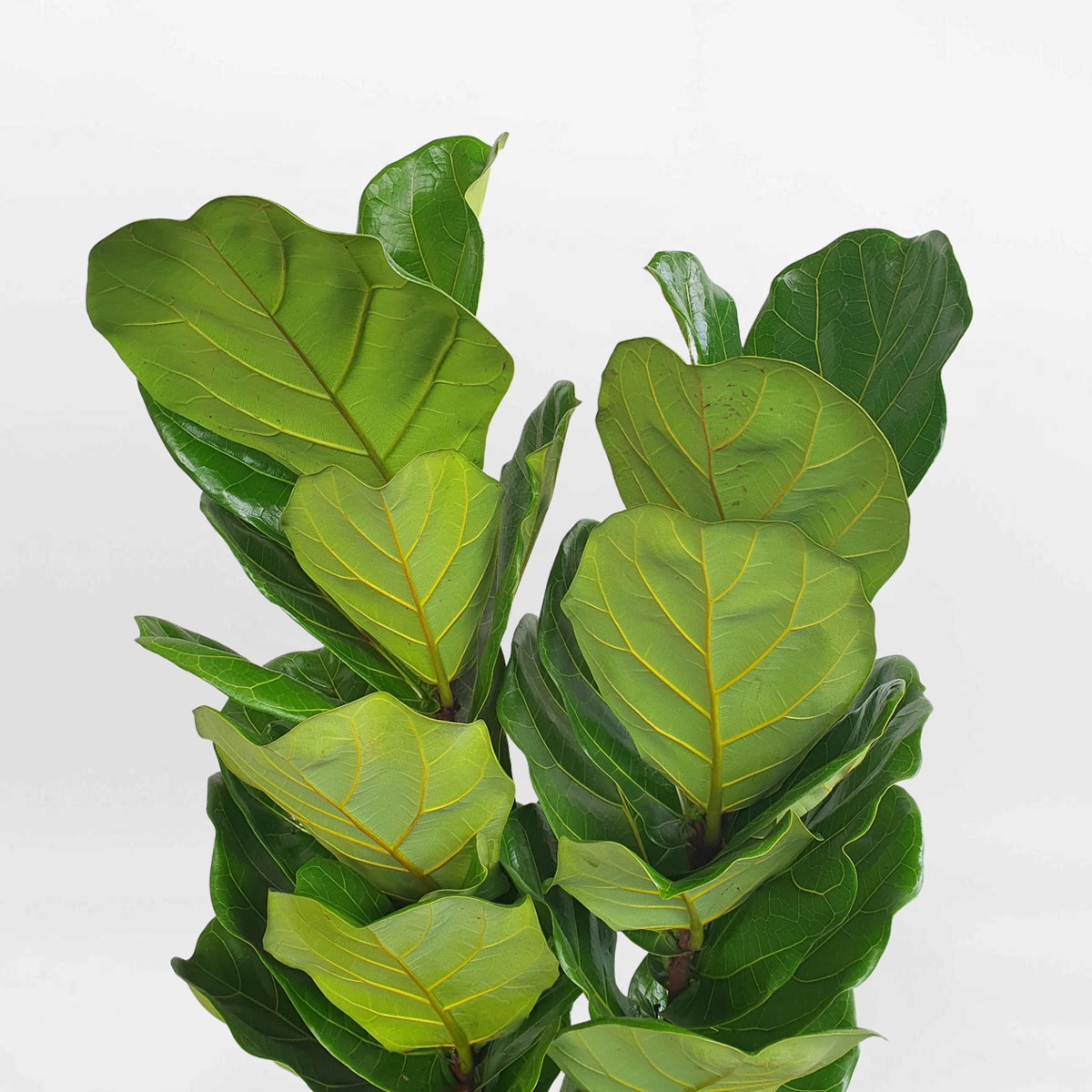 cay bang singapore chau da mai tru tron 2