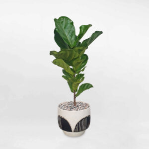 cay bang singapore chau dat nung 1