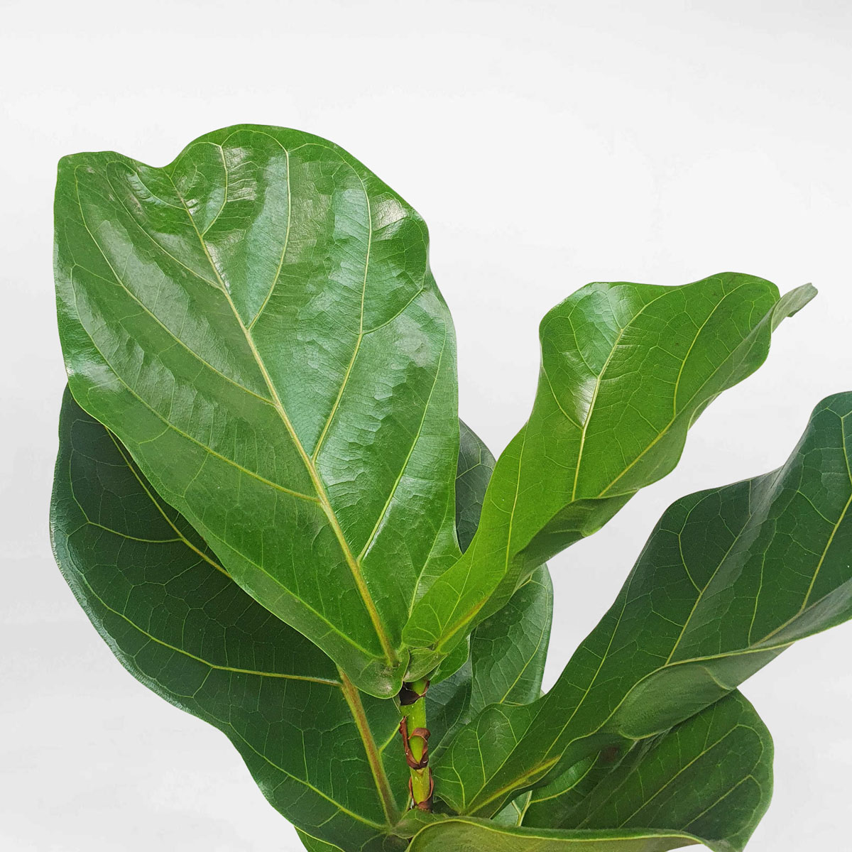 cay bang singapore chau dat nung 2