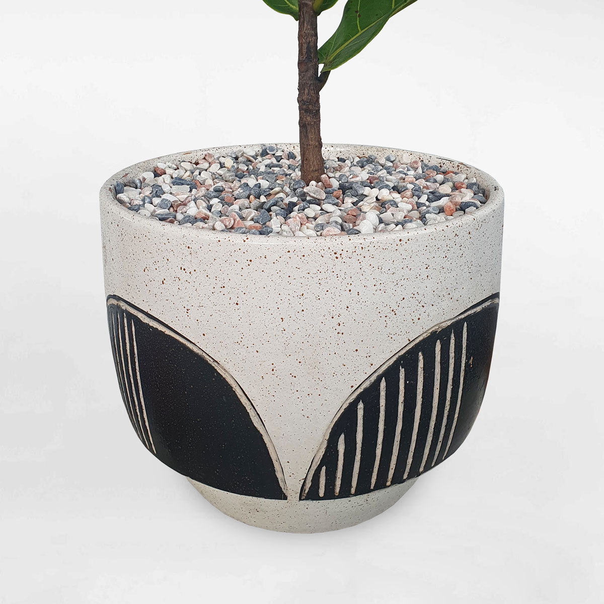 cay bang singapore chau dat nung 3