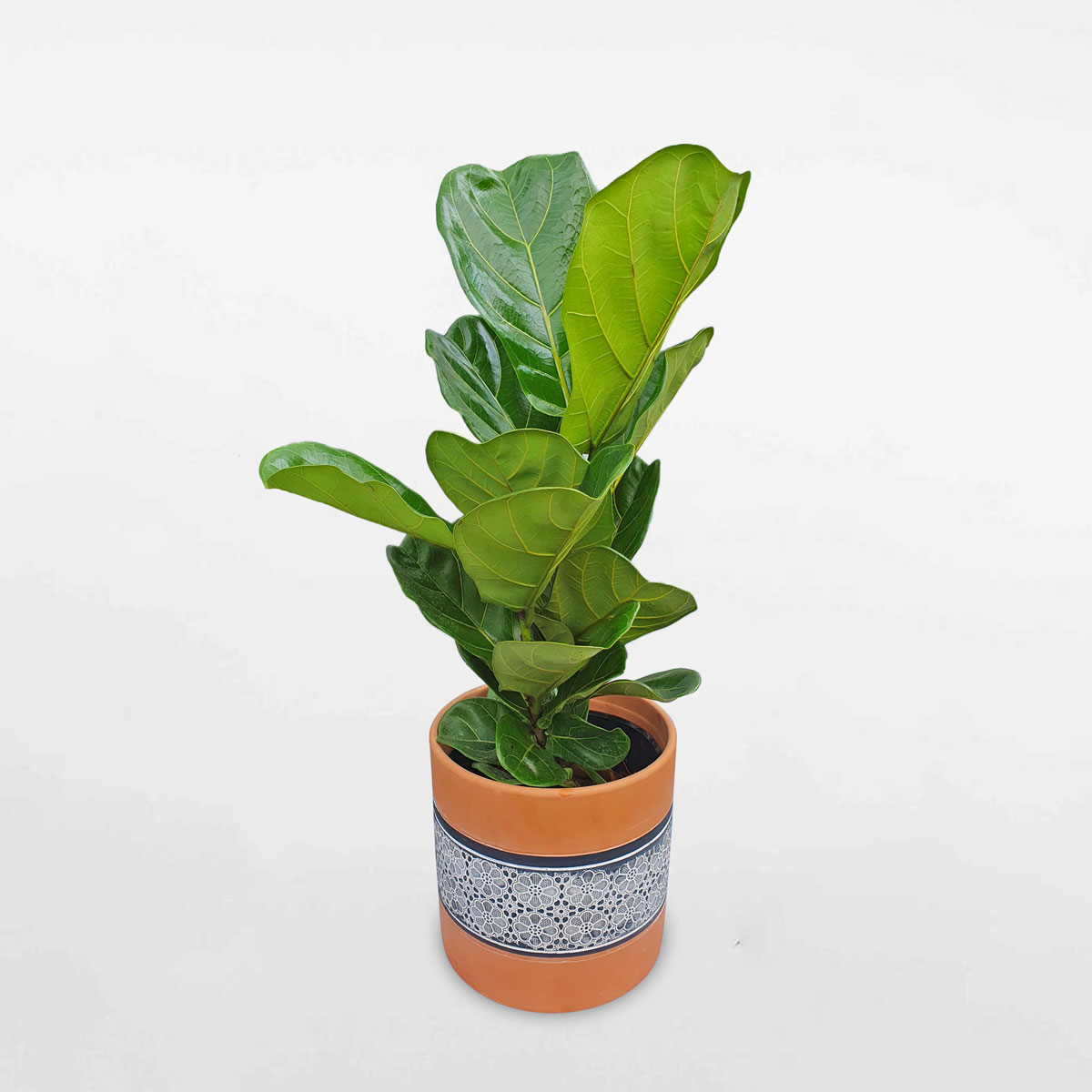 cay bang singapore chau dat nung hoa van