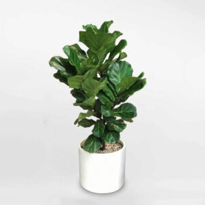 cay bang singapore chau gom su lon