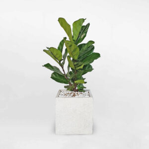 cay bang singapore chau xi mang