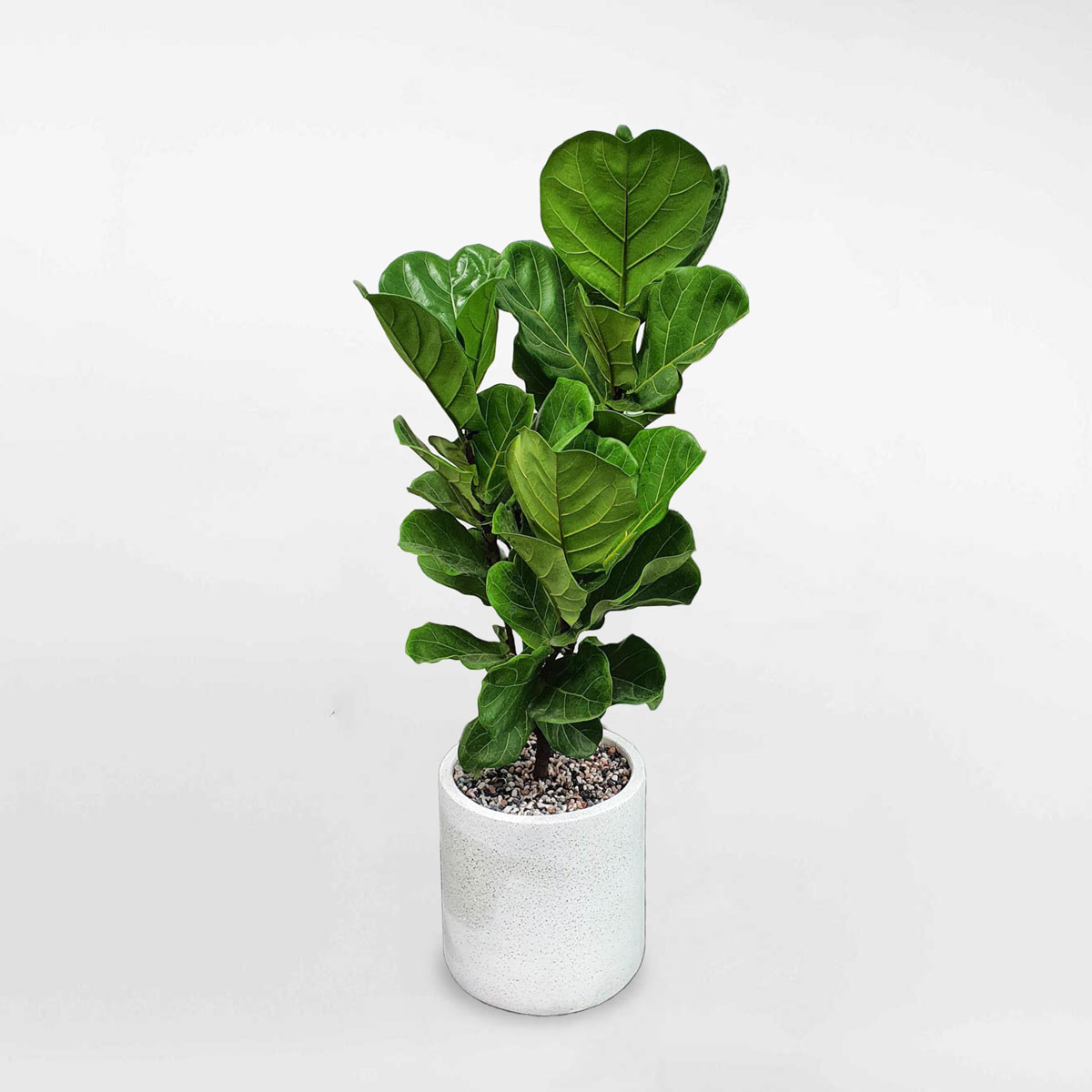 cay bang singapore chau xi mang tru tron