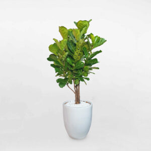 cay bang singapore co lon chau su trang 1