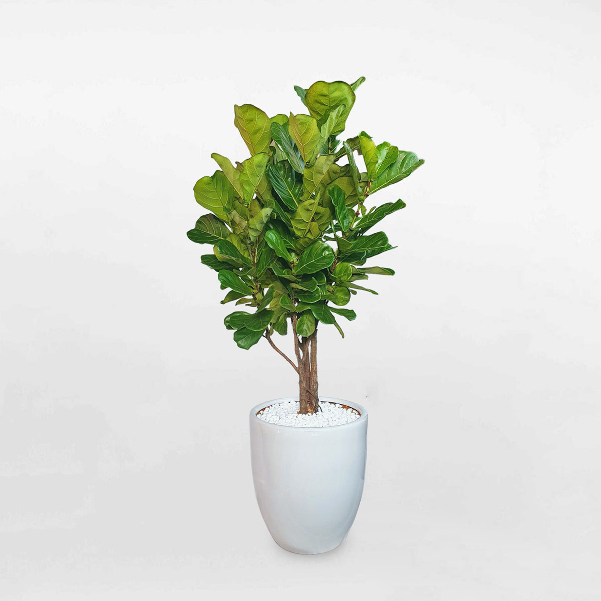 cay bang singapore co lon chau su trang 1